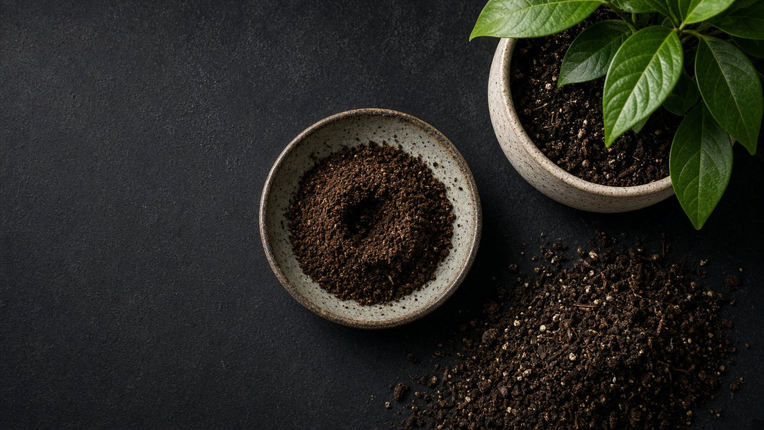 Bowl of used coffee grounds beside a potted plant