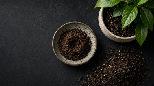Bowl of used coffee grounds beside a potted plant