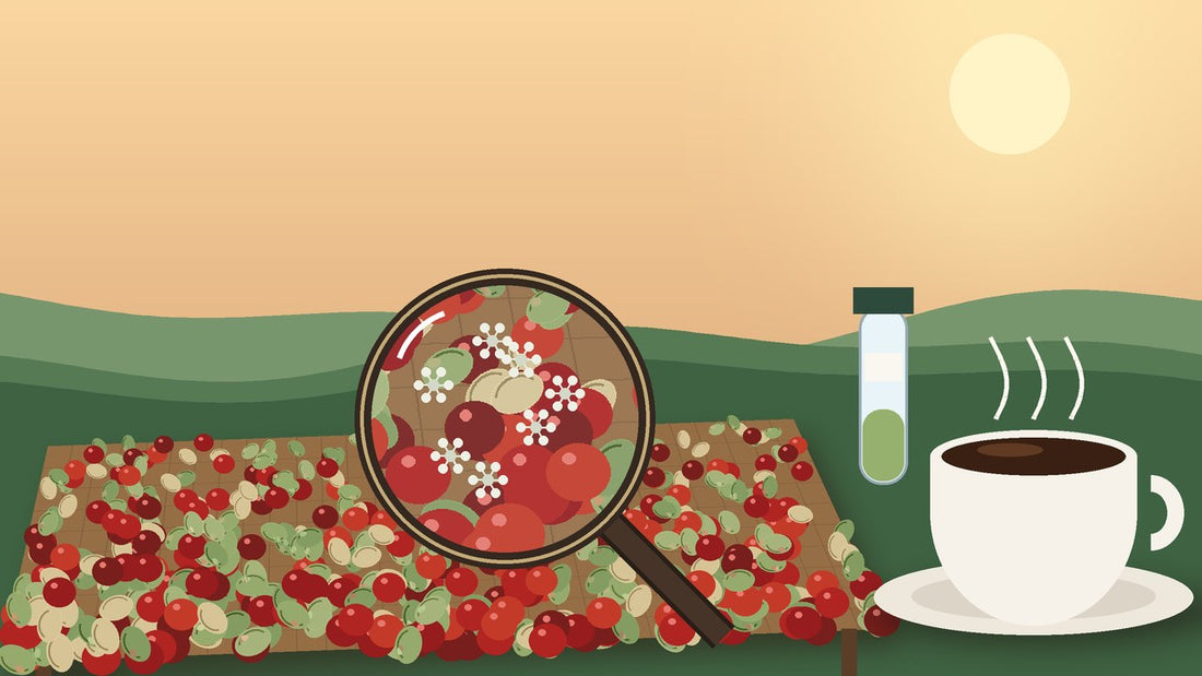 Illustration of coffee cherries and green beans drying on a raised bed in the sun, with a magnifying glass showing a few tiny cartoon mold spores and a lab vial beside a cup of black coffee.